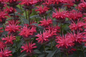 Monarda 'Panorama Red'